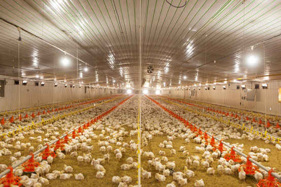 Chickens in comfortable living conditions Chickens in comfortable living conditions