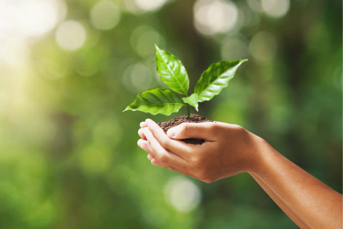 Person holding growing leaf in hand