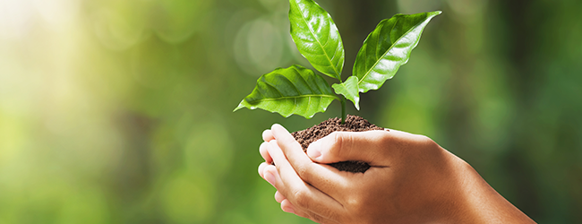 Person holding growing leaf in hand