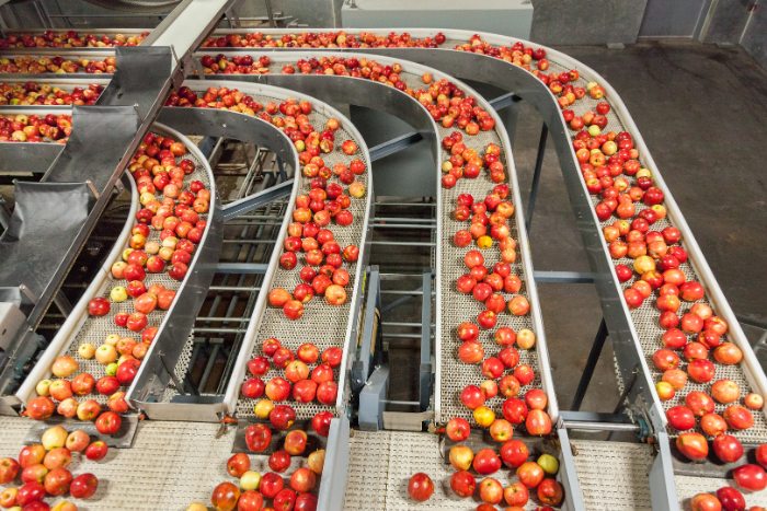 Apples on conveyor belt Apples on conveyor belt