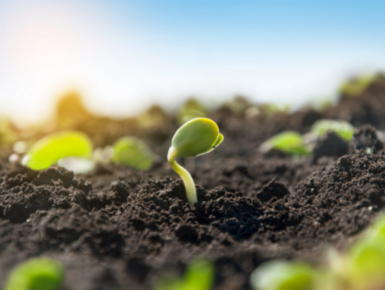 CBI Home Page - Sustainability - Sprout Image CBI Home Page - Sustainability - Sprout Image