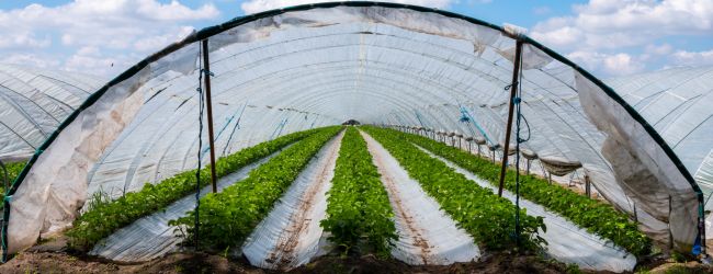 Greenhouse Plastic Sheets_650x250